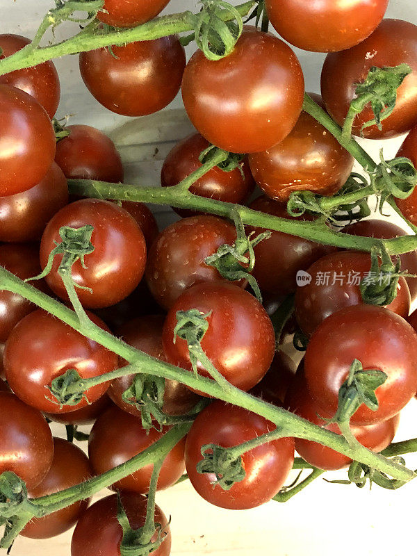 这是一组新鲜采摘、成熟的蕃茄，在绿色食品杂货店/超市/健康水果市场摊位的蔬果部出售。